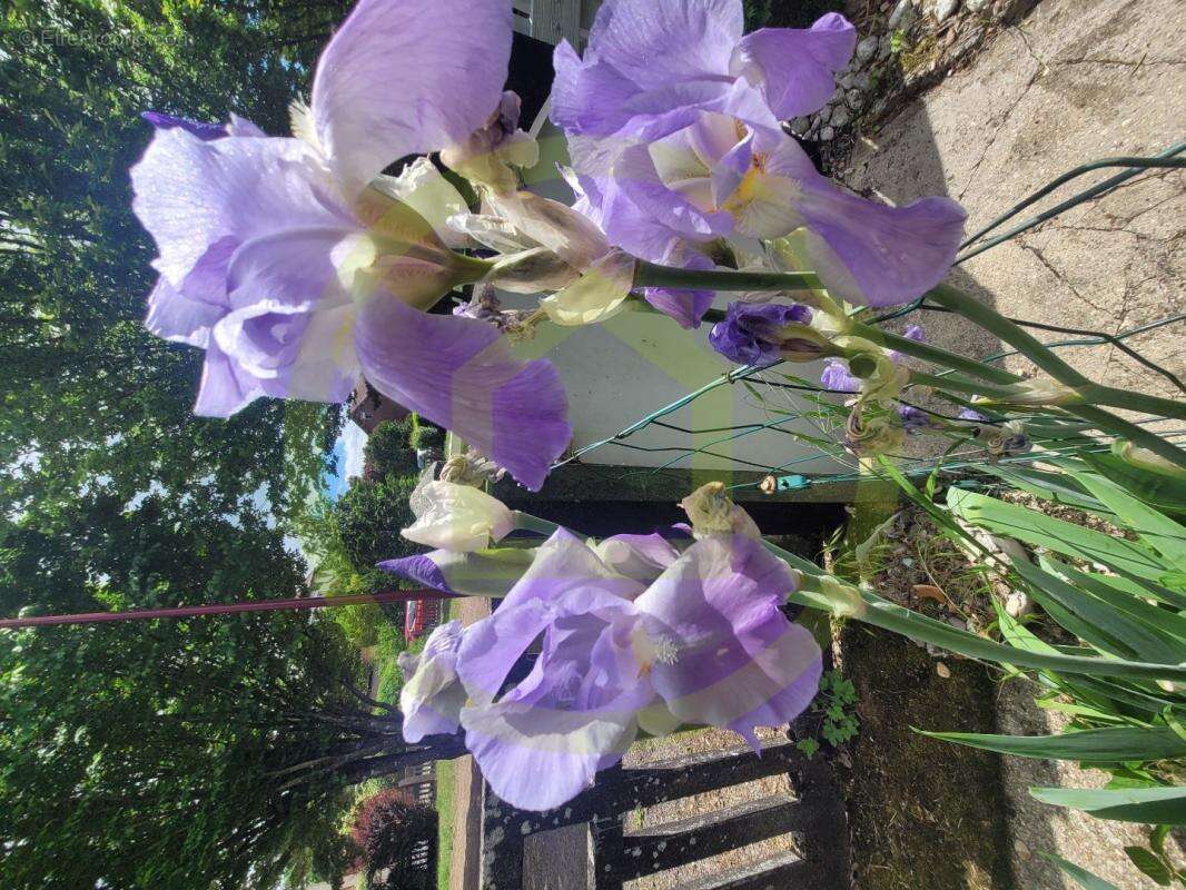 Maison à JOUDREVILLE