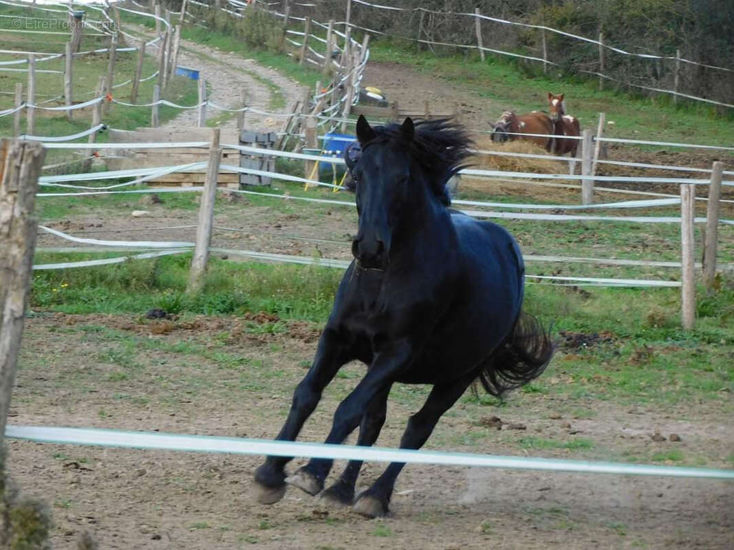 CINTEGABELLE- Fonds de commerce pension de chevaux et poney club - photo 14