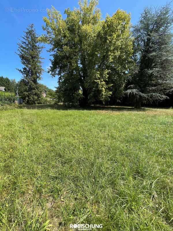 Terrain à DANNEMARIE