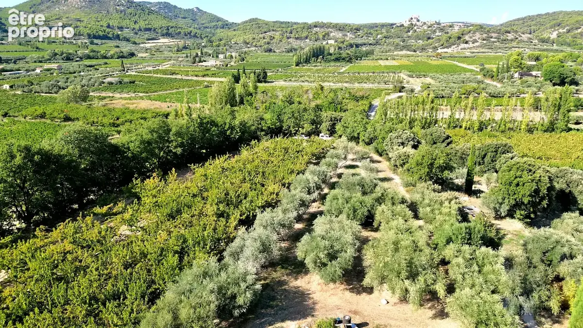 Demeure oliviers verger et vignes - photo 20
