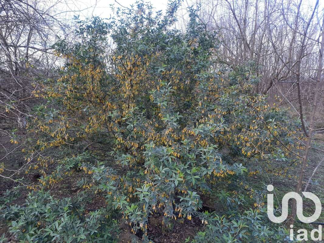 Photo 8 - Terrain à BEZOUCE