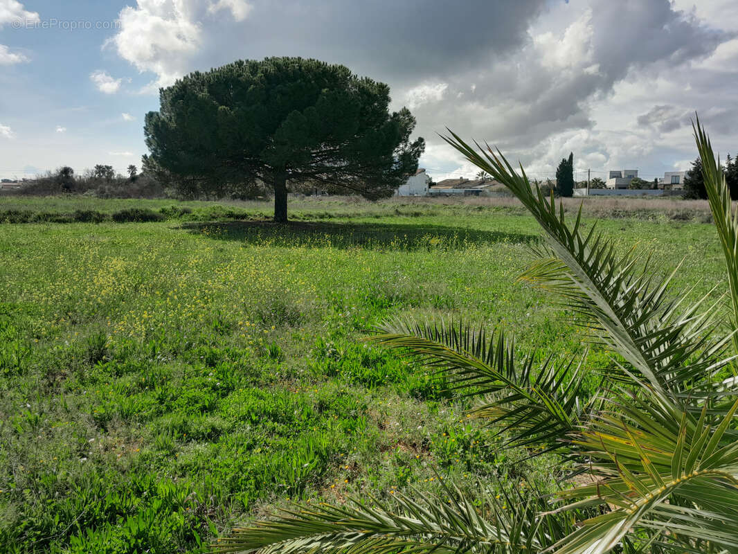 Maison à MARSEILLAN
