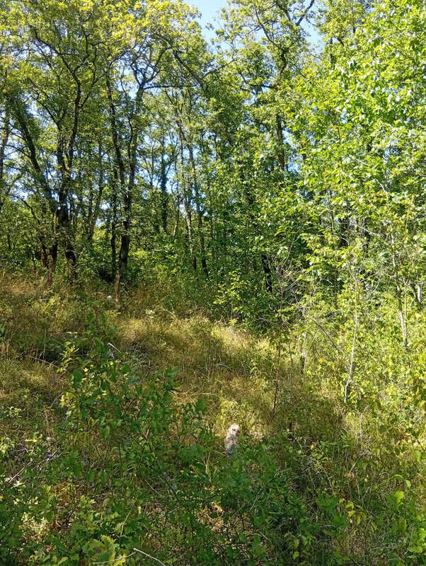 Terrain à LABASTIDE-DU-VERT