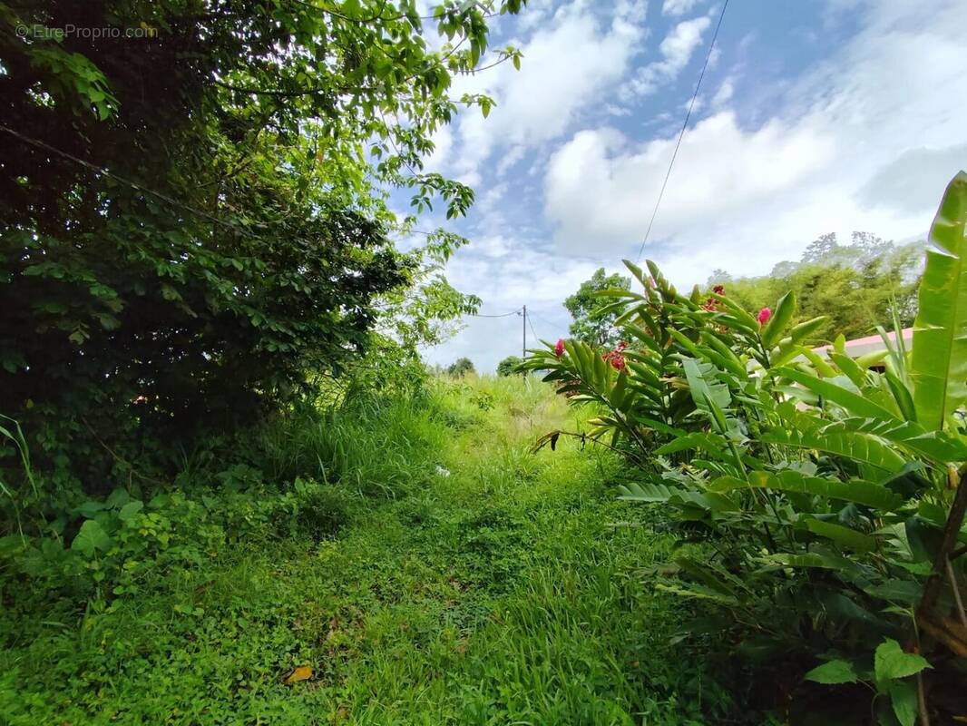 Terrain à LE MORNE-ROUGE