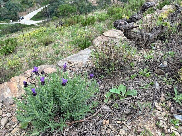 Terrain à PORT-VENDRES