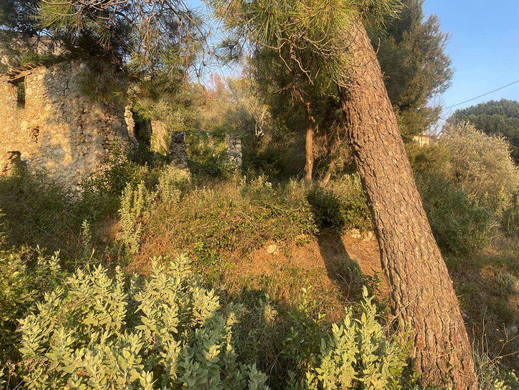 Terrain à CASTAGNIERS