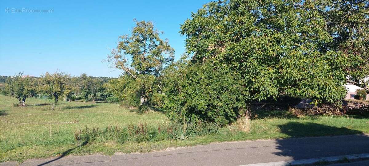 Photo 9 - Terrain à DORLISHEIM