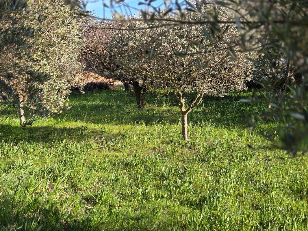 Photo 2 - Terrain à PUJAUT