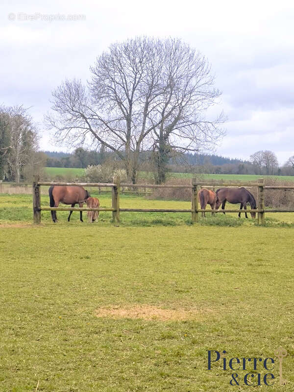 Maison à SAINT-SAUVEUR-DE-CARROUGES