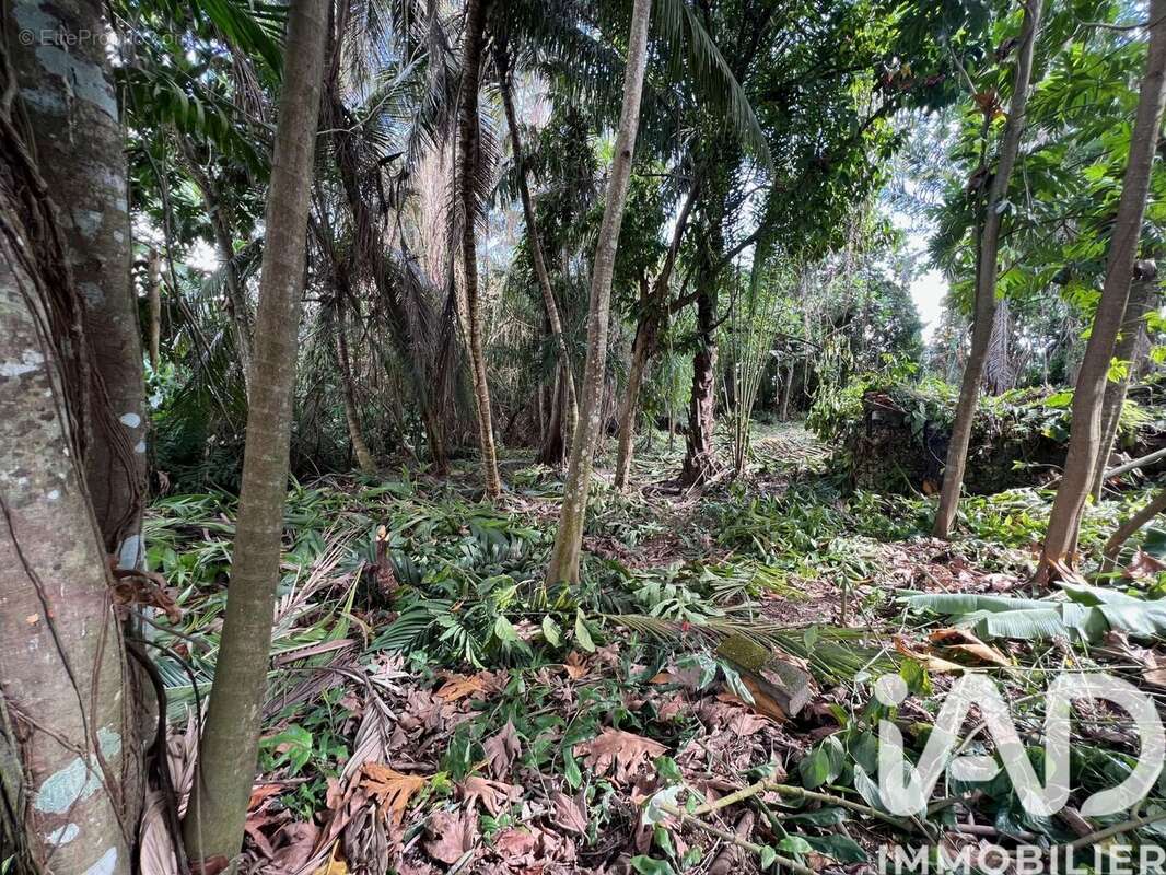 Photo 2 - Terrain à BAIE-MAHAULT