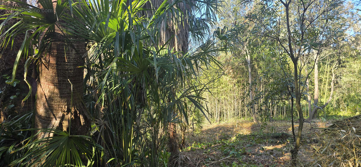 Terrain à OLMETO