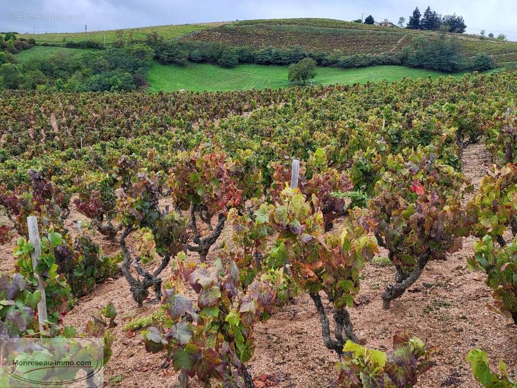 Terrain à FLEURIE