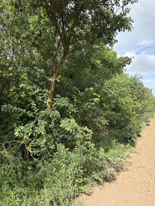 Terrain à FLORENSAC