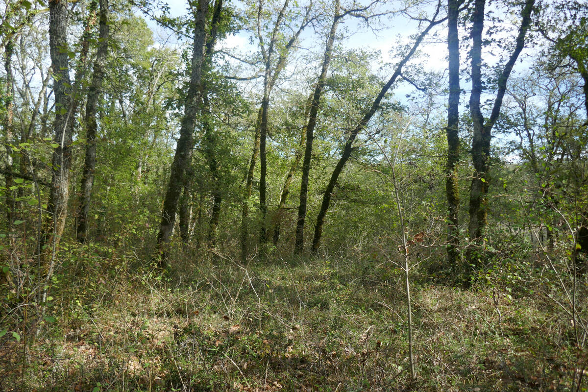 Terrain à LABASTIDE-DU-VERT