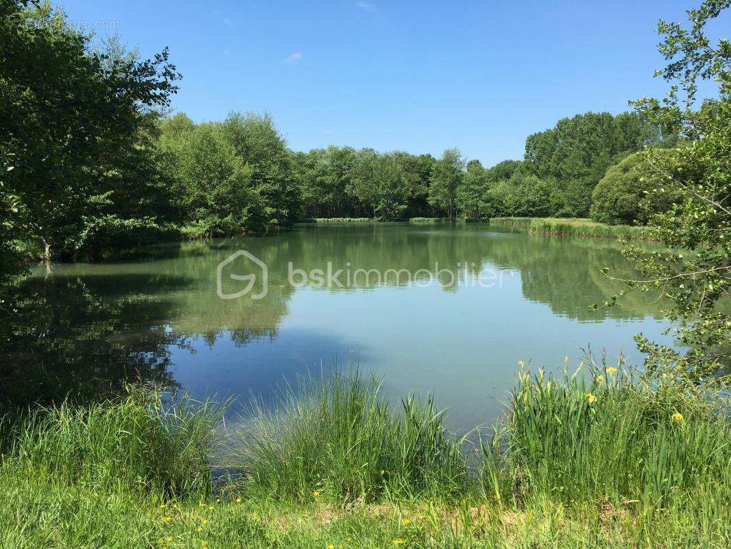 Terrain à SAINT-SAUVEUR-EN-PUISAYE