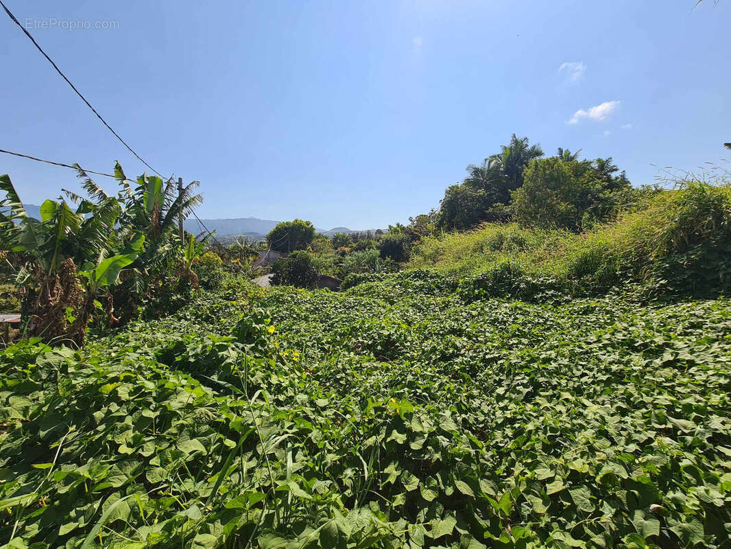 Terrain à LE TAMPON