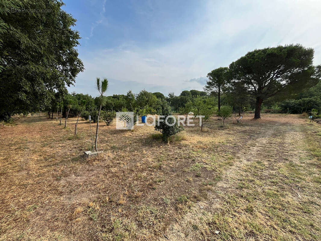 Terrain à LAROQUE-DES-ALBERES