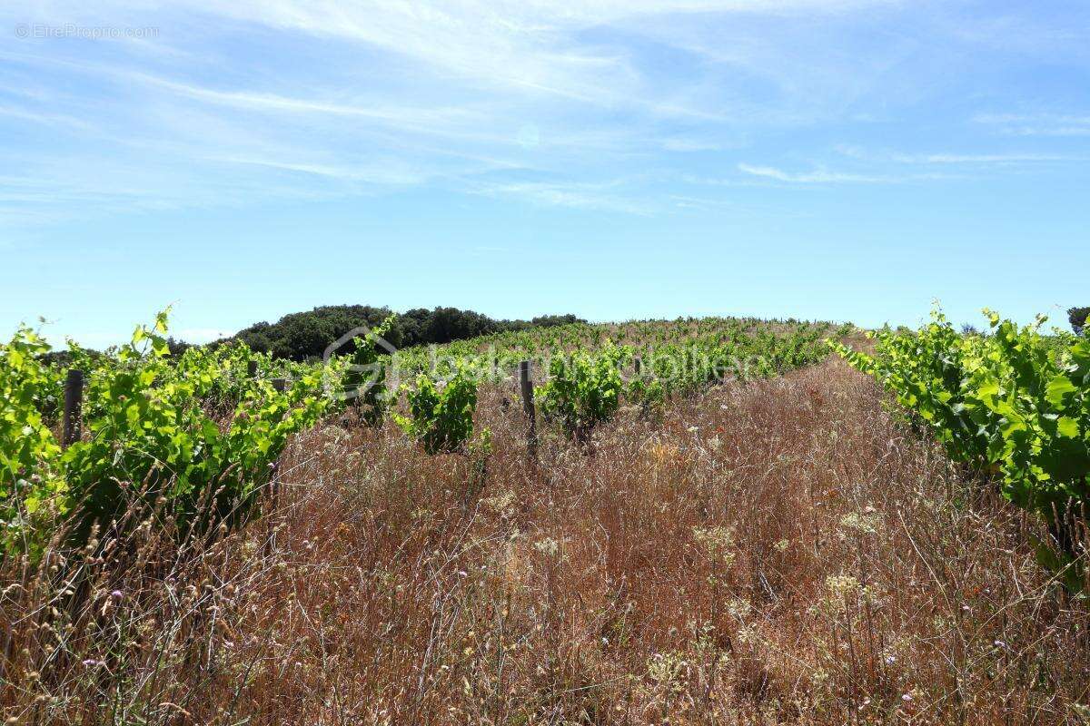 Parcelles de vignes de 5,5 hectares environ - photo 3