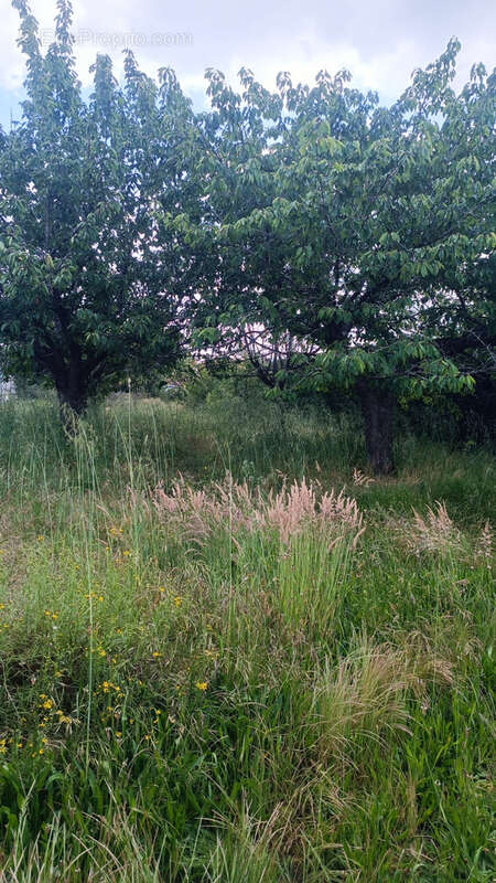 Terrain à CUGNAUX