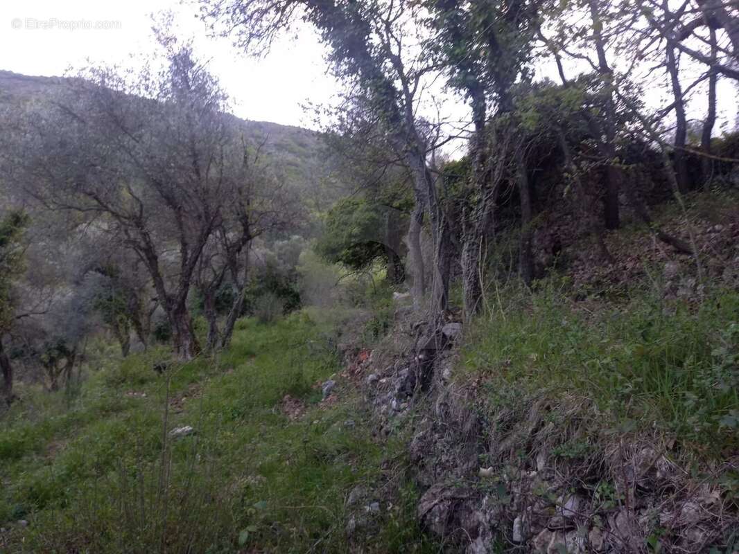 Grand terrain d'agrément - photo 4