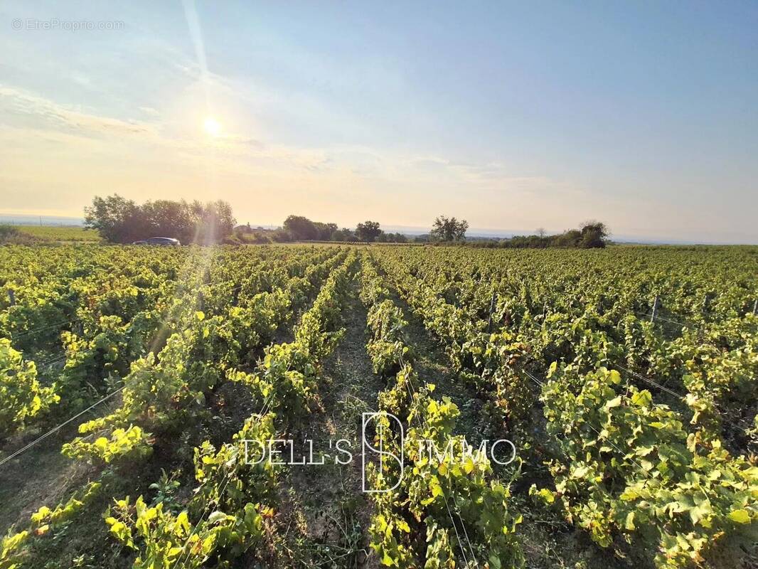 Terrain à FLEURIE