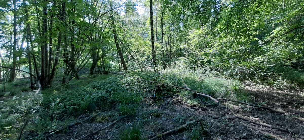 Terrain à CHAMPENOUX