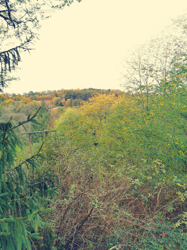 Terrain à TREIGNAC