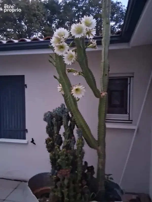 Au coeur d'un jardin paysagé sans vis à vis, maison 3 ch possibilité 4 à 15 minutes de l'océan - photo 14