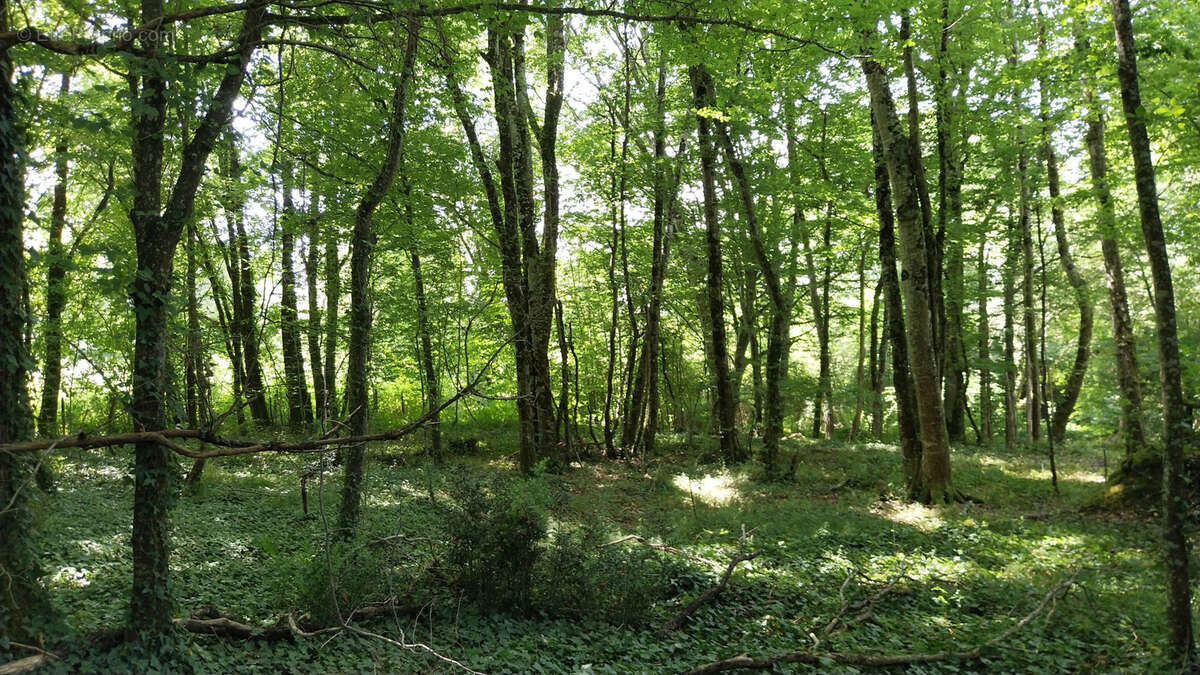 Point d'eau avec Terrain boisé - Périgord Vert - photo 2