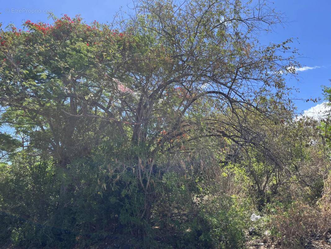 Terrain à SAINT-PIERRE