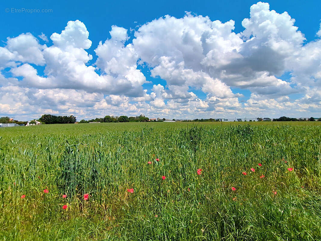 Terrain à ANGOULINS