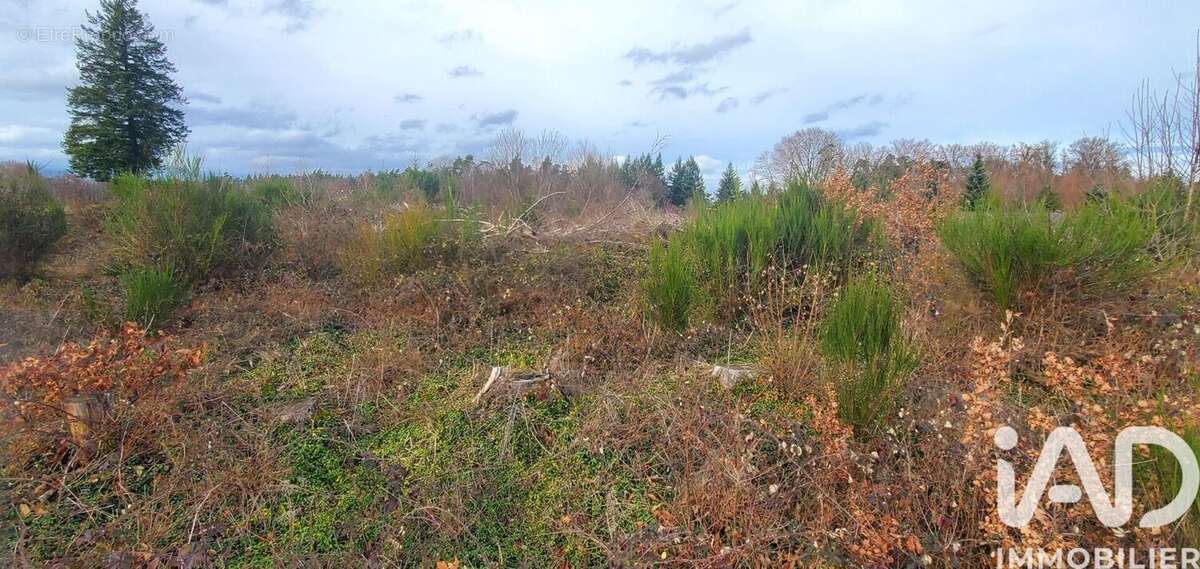 Photo 7 - Terrain à CHIRAC-BELLEVUE