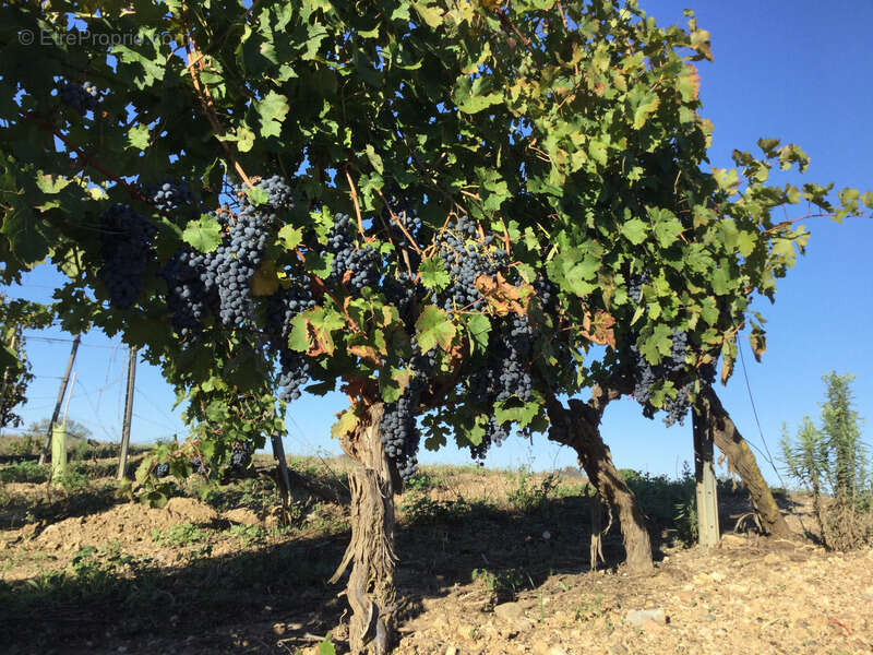 Propriete viticole bio AOP Faugères à vendre  ROQUESSELS (34) 9,8ha de vignes 28ha de landes caves 572m² - photo 6