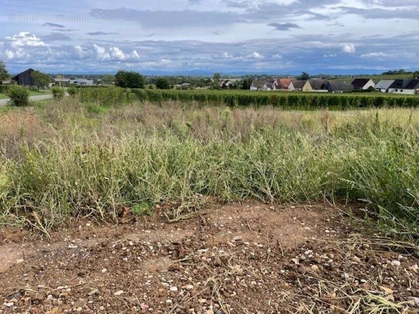 Terrain à BEBLENHEIM