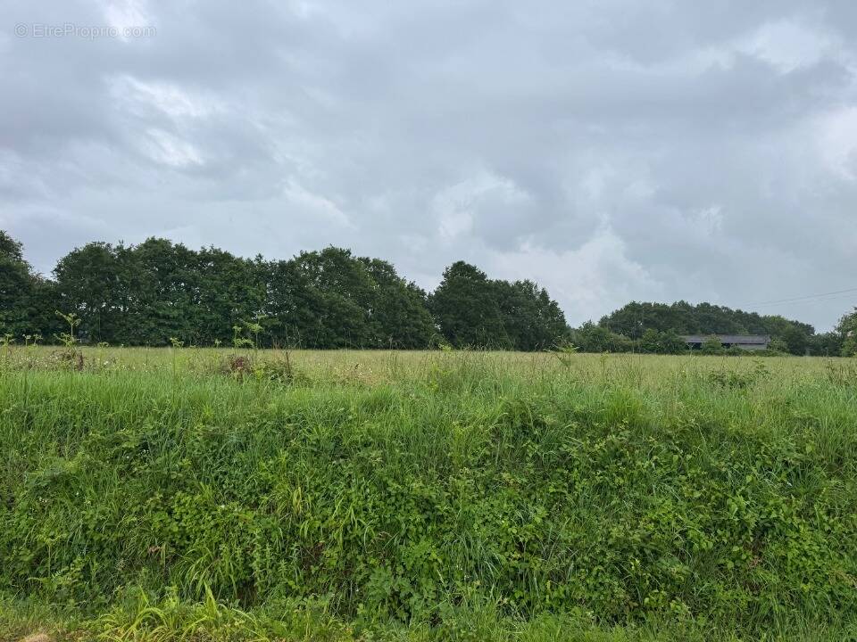 Terrain à COSSE-LE-VIVIEN