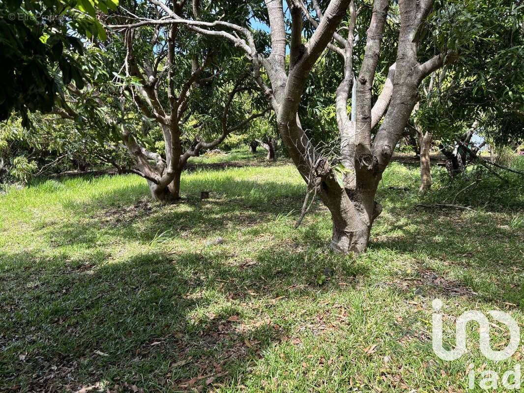 Photo 5 - Terrain à SAINT-PIERRE