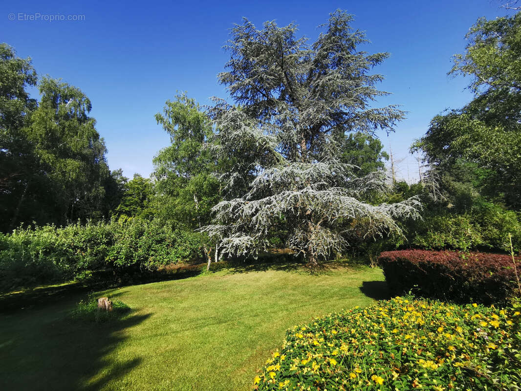 Rare à la vente - Ancien moulin et son domaine arboré avec étang proche de la forêt de Tronçais (03). - photo 13