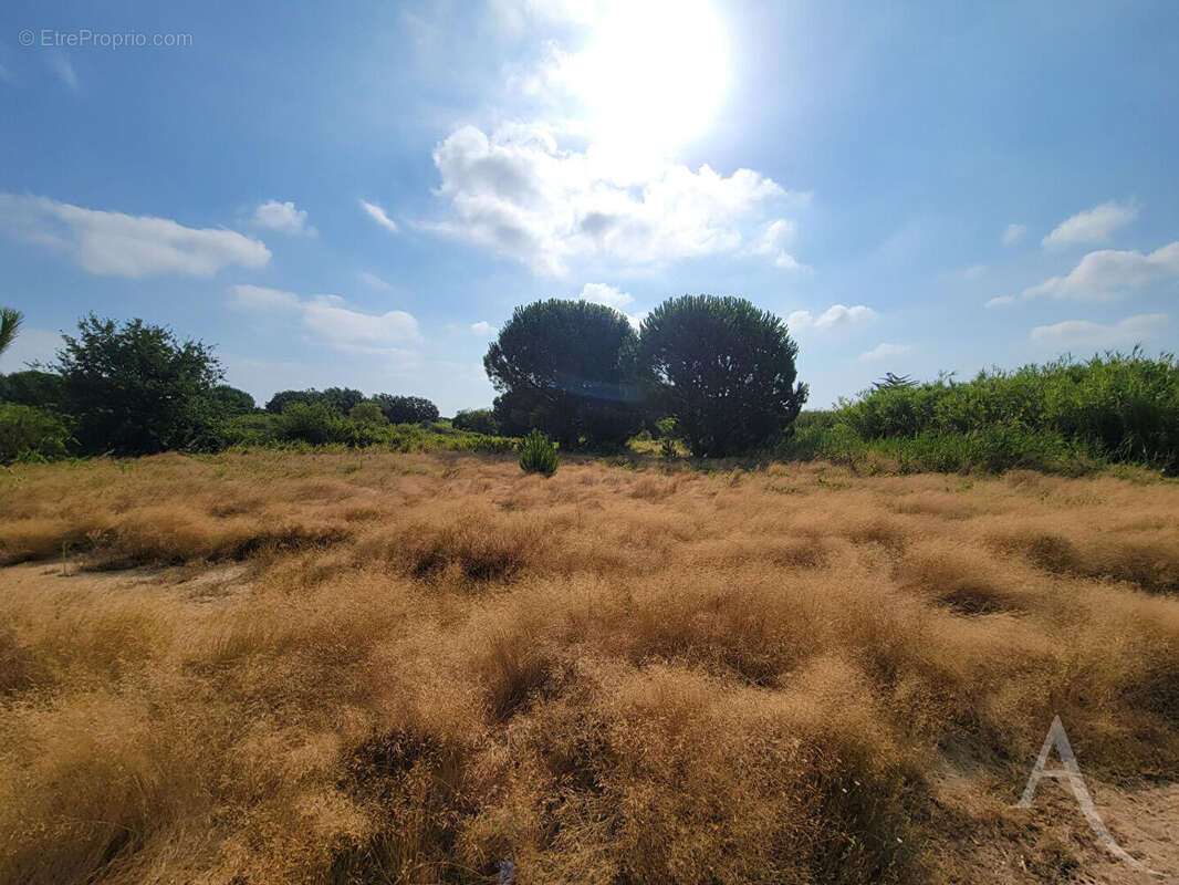 Terrain  constructible 2 faces - Latour Bas Elne - photo 3