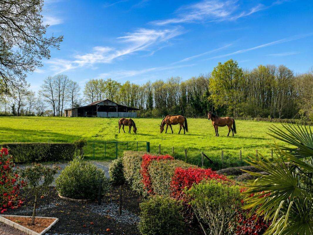 Maison lumineuse avec 1 ha 66 ou 7 ha de terrain (idéal pour chevaux) - photo 2