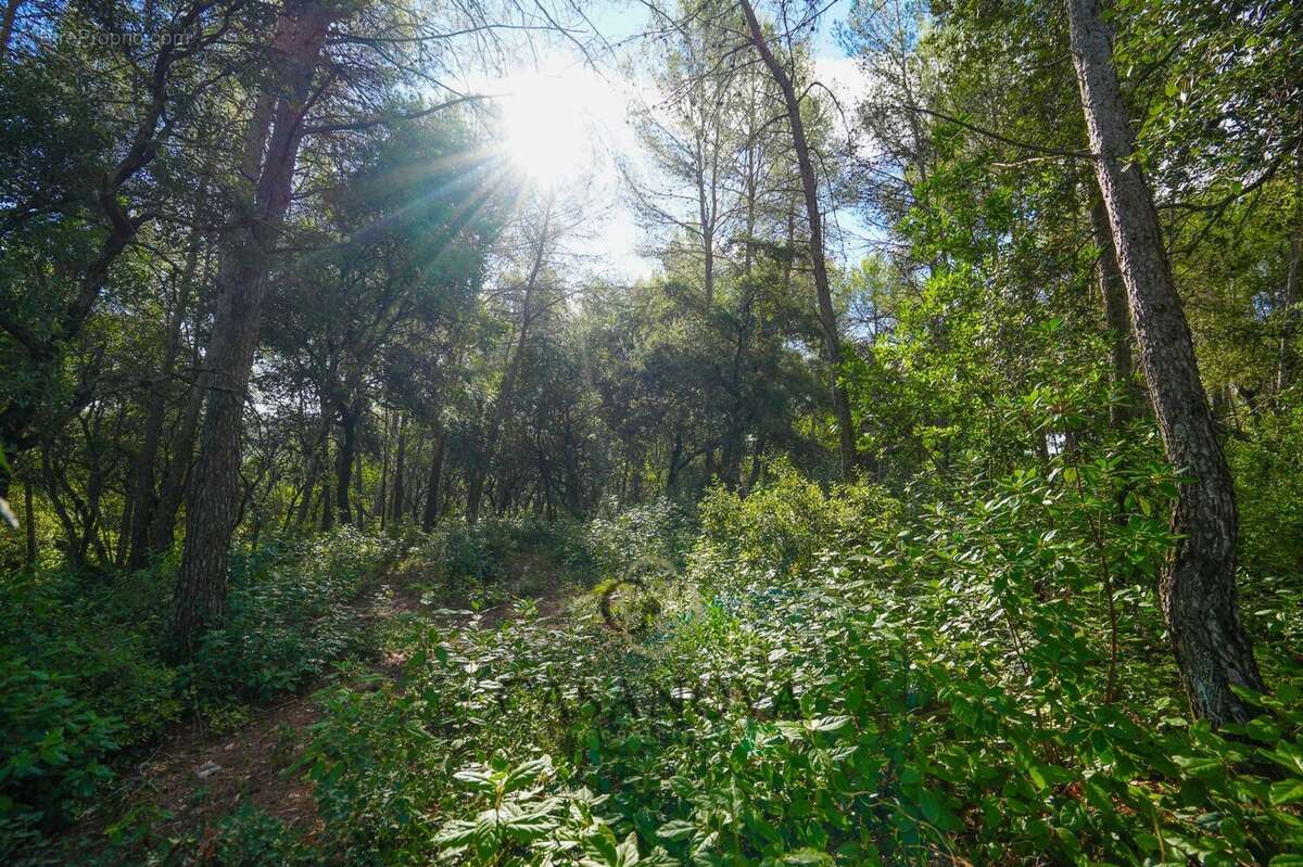 Terrain à SAINT-CLEMENT-DE-RIVIERE
