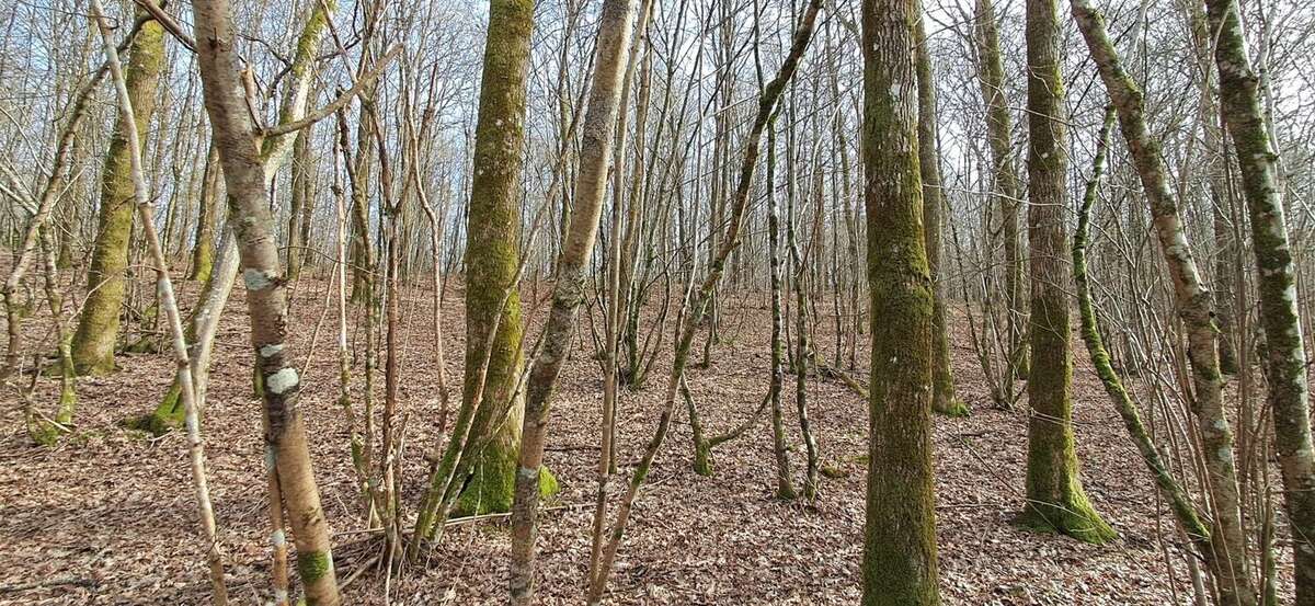Terrain à GERNELLE
