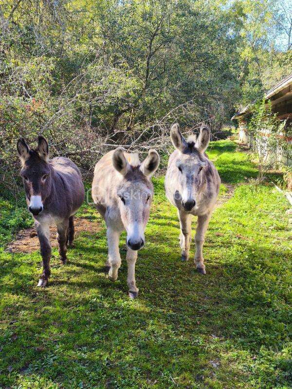Maison à AURIONS-IDERNES