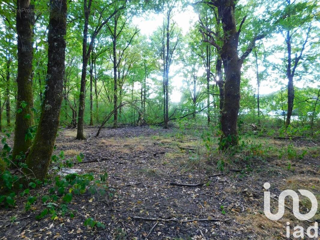 Photo 1 - Terrain à SALBRIS