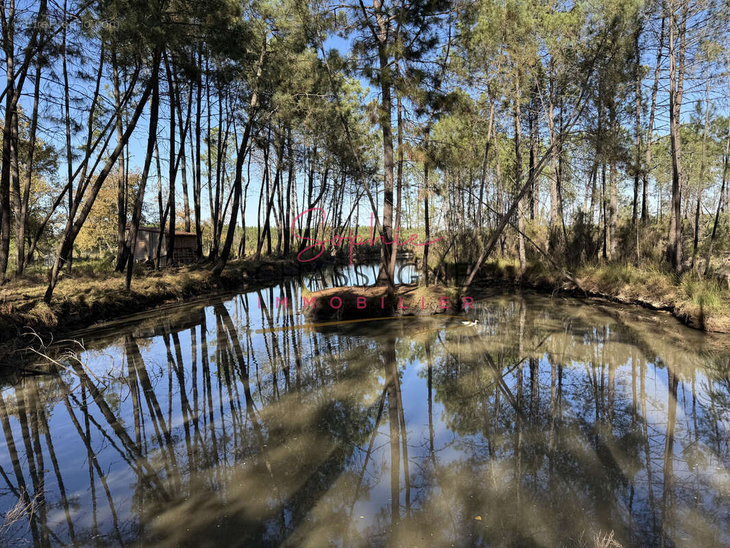 À 30 minutes de Bordeaux et 45 minutes d’Arcachon, domaine avec 2 étangs sur 15 hectares - photo 10