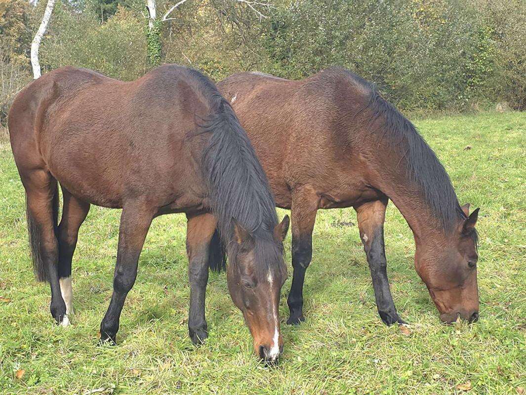 Maison à LA LANDE-DE-GOULT