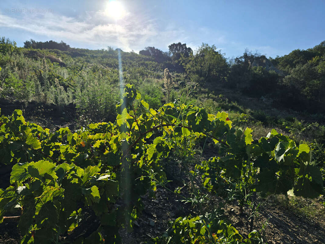 Terrain à COLLIOURE