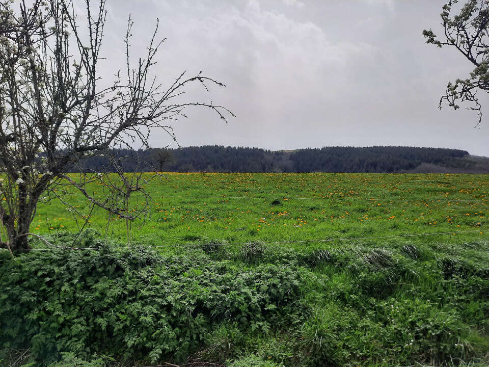 Terrain 1500 m² à Roannes-Saint-Mary  - photo 4