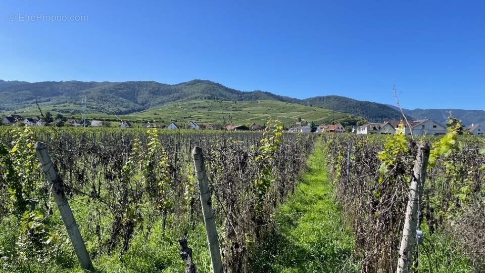 Terrain à WINTZENHEIM