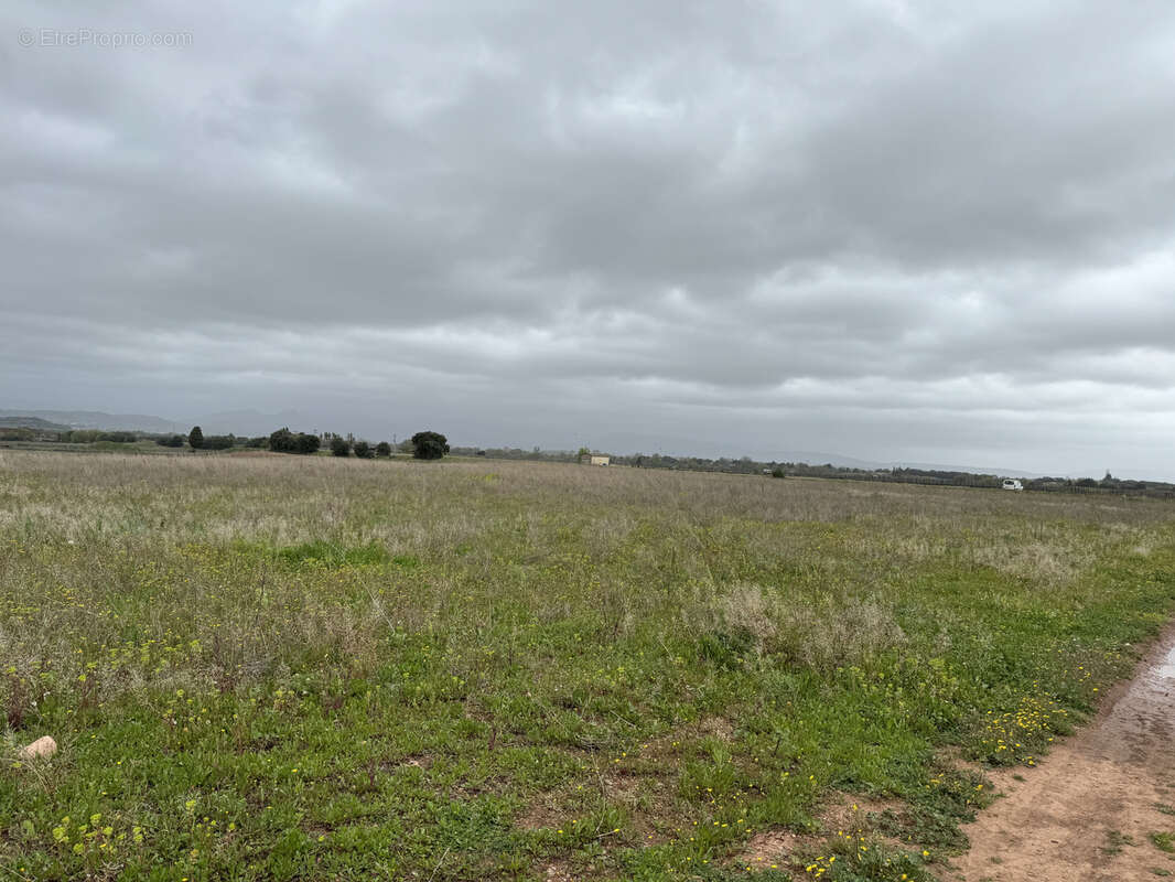 Terrain à SAINT-ANDRE-DE-SANGONIS