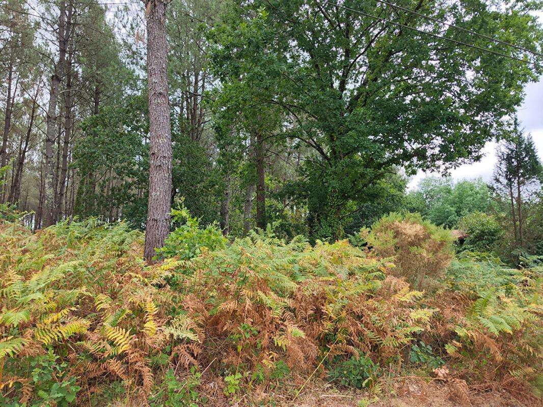 Terrain forestier - photo 3